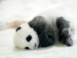 Panda Purba Hidup di Eropa Sebelum Migrasi ke China, Pemakan Daging Bukan Bambu