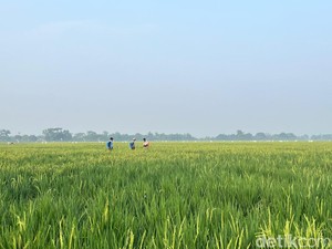Lewat Mitra Tani, Bulog Mengantar Kebaikan sampai ke Petani