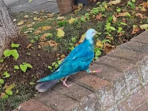 Merpati Biru nan Cantik Bikin Penasaran Juga Timbulkan Perdebatan