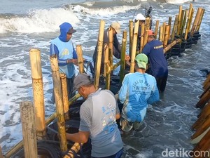 Kisah Warga Pemalang Bikin Tanggul Rob 1,5 Km Pakai Bambu dan Ban Bekas
