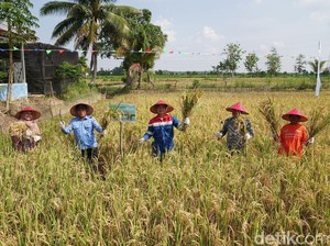 Mina Padi Dorong Ketahanan Pangan-Pemanfaatan Potensi Alam Berkelanjutan