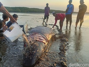 Paus Pilot Terdampar di Pantai Probolinggo Berhasil Dikembalikan ke Laut