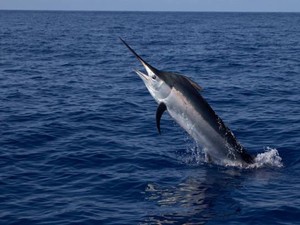 Wali Kota di Italia Berduka Warganya Tewas Tertusuk Todak di Mentawai