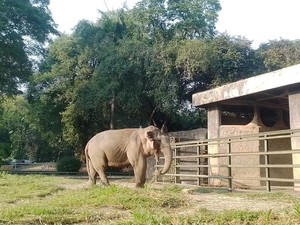 Kabar Gembira, Lahir Beberapa Anak Hewan Baru di Ragunan