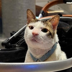 4 Pemimpin Negara yang Pelihara Kucing, Namanya Lucu Semua!