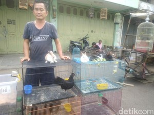 Cerita Hendrik Panen Cuan dari Ayam Hias