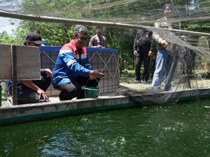 Pemanfaatan Limbah Non B3 Bantu Budidaya Ikan di Sungai Gerong