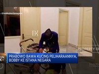 Video: Prabowo Bawa Kucing Peliharaan ke Istana Negara