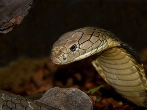 Ciri-ciri Ada Ular di Rumah dan Cara Mengatasinya, Yuk Waspada!