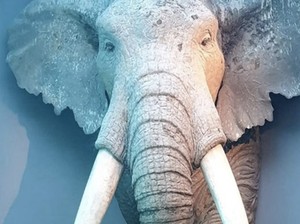 Fosil Gajah Raksasa di India Bikin Ilmuwan Terkesima