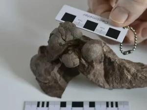 Telur Dinosaurus Terkecil Ditemukan, Umurnya 80 Juta Tahun