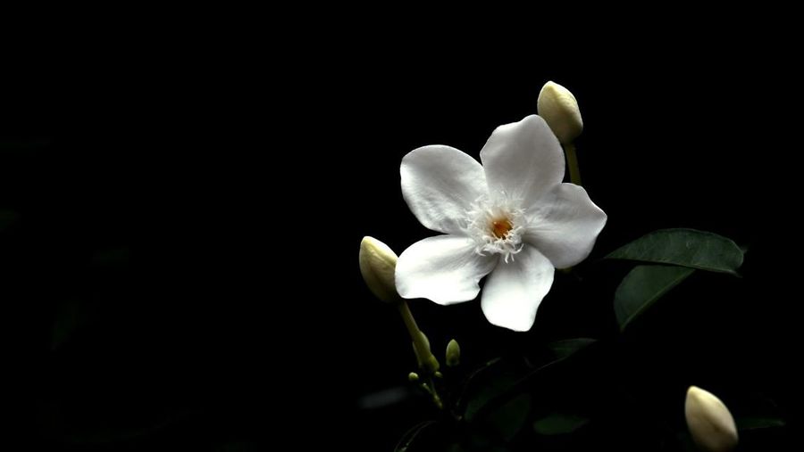 Bunga melati. (Dok. Pixabay) Bunga melati. (Dok. Pixabay)