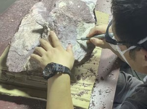 Pertama Kalinya Fosil Dinosaurus Ditemukan di Hong Kong
