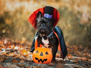 Gemas! Parade Anjing Berkostum Halloween