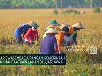 Video: Kejar Swasembada Pangan, Ini Rencana Zulkifli Hasan!