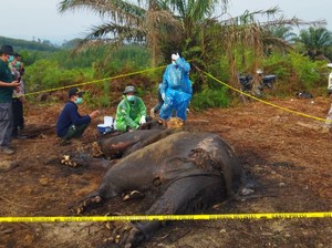 Misteri Penyebab Kematian Gajah Sumatera di Hutan Konsesi Jambi
