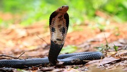 Pakar UGM Ungkap Perbedaan King Cobra Liar dan Peliharaan