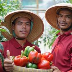 40 Tahun Hadir, Pizza Hut Indonesia Bawa Keuntungan Buat Petani Lokal