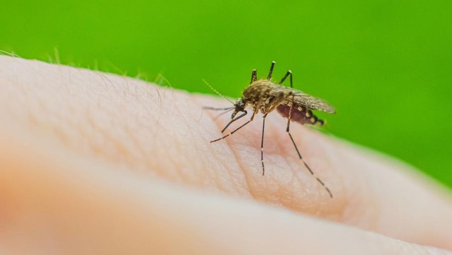 Nyamuk Malaria
