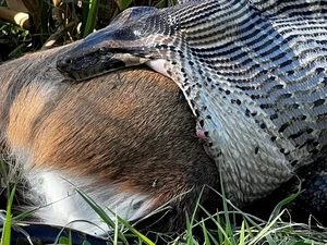Penampakan Ular Piton Mangsa Rusa Utuh, Ilmuwan Tercengang
