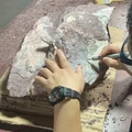 Mengejutkan! Ahli Temukan Fosil Dinosaurus di Pulau Terpencil