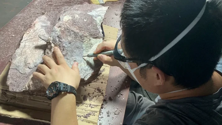 Seorang pakar dari Institut Paleontologi Vertebrata dan Paleoantropologi Akademi Ilmu Pengetahuan Tiongkok membersihkan dan menyiapkan batu yang berisi fosil tulang dinosaurus, dan membersihkan batu yang menutupi fosil yang ditemukan di Pulau Port, Hong Kong. (Barang Antik dan Monumen Hong Kong via AP)