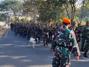 Video Kambing Ikut Latihan Tentara di Bandung
