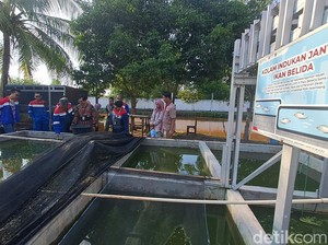 Kolaborasi Apik Mencegah Kepunahan Ikan Belida di Sungai Musi