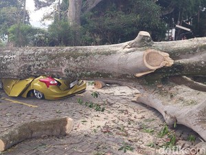 Pohon Raksasa Timpa Kendaraan Pengunjung Farm House Lembang