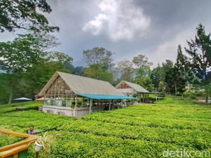 Sensasi Berbeda Menikmati Hijaunya Perkebunan Teh Gambung
