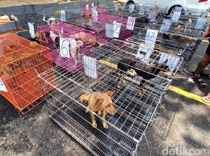 Puluhan Anjing Diamankan di Banyumas, Diduga Akan Dikirim ke Cilacap-Solo
