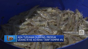 Video: Produk Udang RI ke AS Kena Tarif Hampir 4%