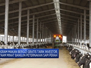 Tertarik Program MBG, Vietnam Mau Bangun Peternakan Sapi Perah