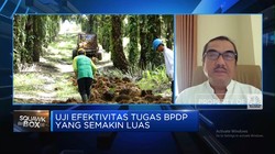 Video: Tugasnya Diperluas Dari Sawit-Kelapa, Kerja BPDP Bisa Efektif?
