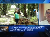 Video: Tugasnya Diperluas Dari Sawit-Kelapa, Kerja BPDP Bisa Efektif?