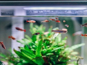 10 Cara Mencegah Alga Tumbuh di Akuarium Ikan, Lakukan Tips Ini!