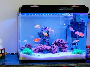 Jangan Langsung Pakai Air Keran untuk Akuarium Ikan di Rumah, Berisiko!