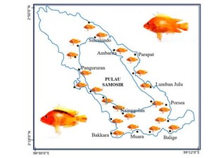Populasi Ikan Invasif Red Devil Meledak di Danau Toba, Aslinya Berasal dari Nikaragua