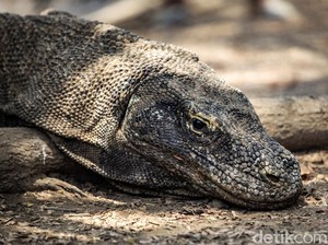 RI Tempatkan Komodo di Kebun Binatang Jepang untuk Breeding Loan