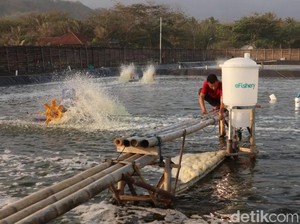 Masa Depan Cerah Petani Ikan di Sukabumi Usai Melek Digital