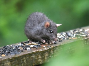 Tikus Biasanya Bersarang di Mana? Ini 6 Tempat Sembunyi & Cara Menemukannya