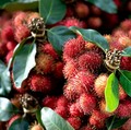 10 Buah Paling Melimpah Ruah di Indonesia, Anda Suka yang Mana?
