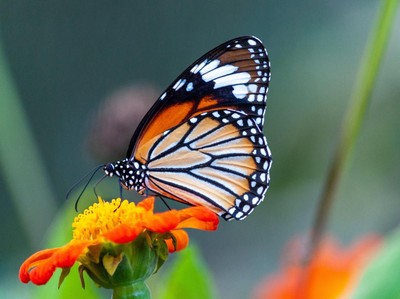 Intip Kupu-Kupu Terbesar di Dunia, Ada dari Indonesia!