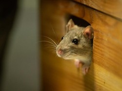 14 Cara Ampuh Usir Tikus dari Rumah, Tak Perlu Pakai Racun! 14 Cara Ampuh Usir Tikus dari Rumah, Tak Perlu Pakai Racun!