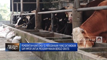 Video: 112 Perusahaan Siap Pasok Sapi Impor Untuk Program Makan Gratis