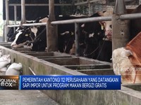 Video: 112 Perusahaan Siap Pasok Sapi Impor Untuk Program Makan Gratis