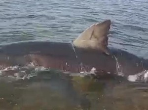Hiu Putih 3 Meter Terdampar di Pantai Bone Bolango, Warga Ikat Pakai Tali