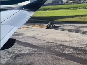 Yang Beda di Florida, Buaya di Landasan Pacu Bandara