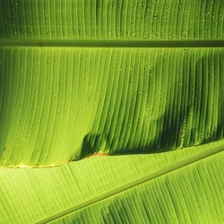Tanda Kiamat Sudah Dekat Makin Nyata, Dapat Dilihat Jelas dari Daun