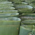 Tanda Kiamat Sudah Dekat Makin Nyata, Terlihat Jelas Dari Daun